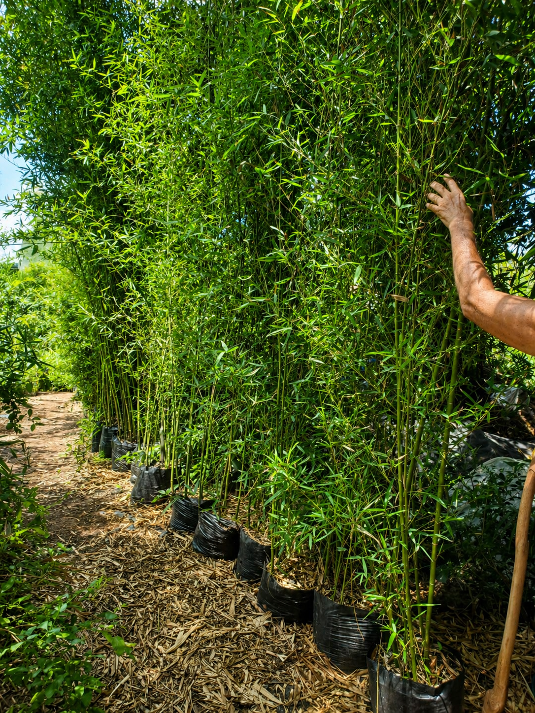 Bamboo plants available for landscaping projects