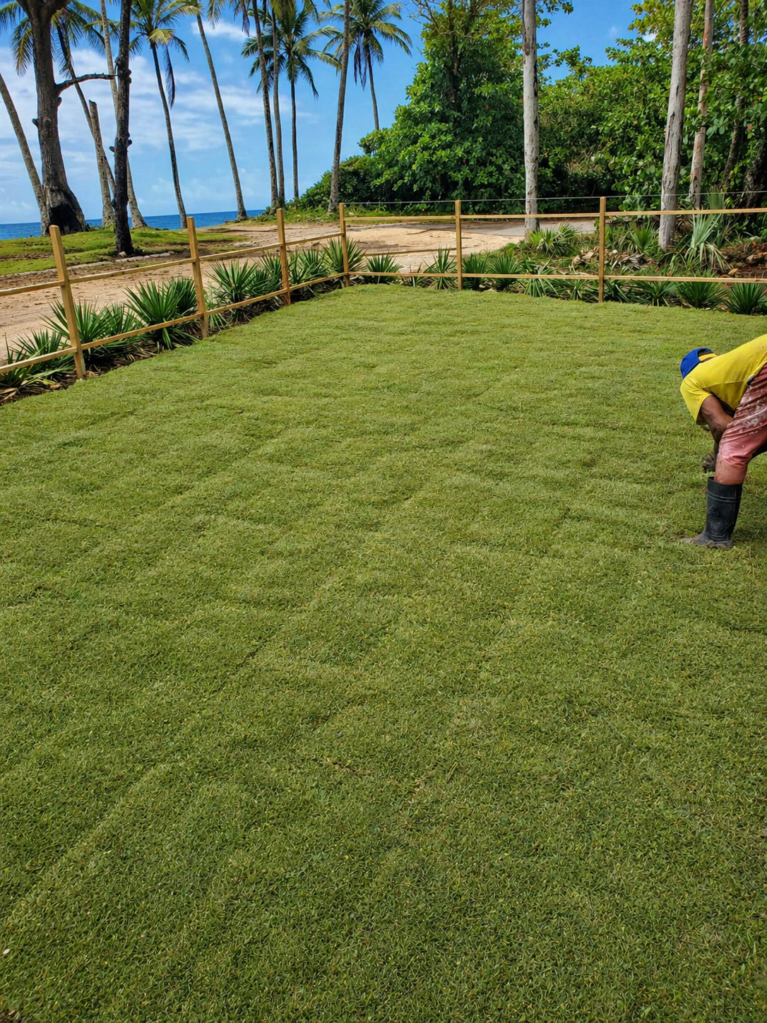 Coastal lawn installation and tropical landscaping