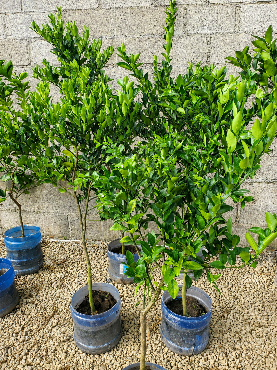 Fruit tree saplings and nursery plants for sale